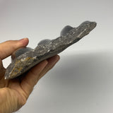 1210g,8.5"x5.6"x1.4" Fossils Orthoceras Plate Plaque SQUID, Home Decor, B23477