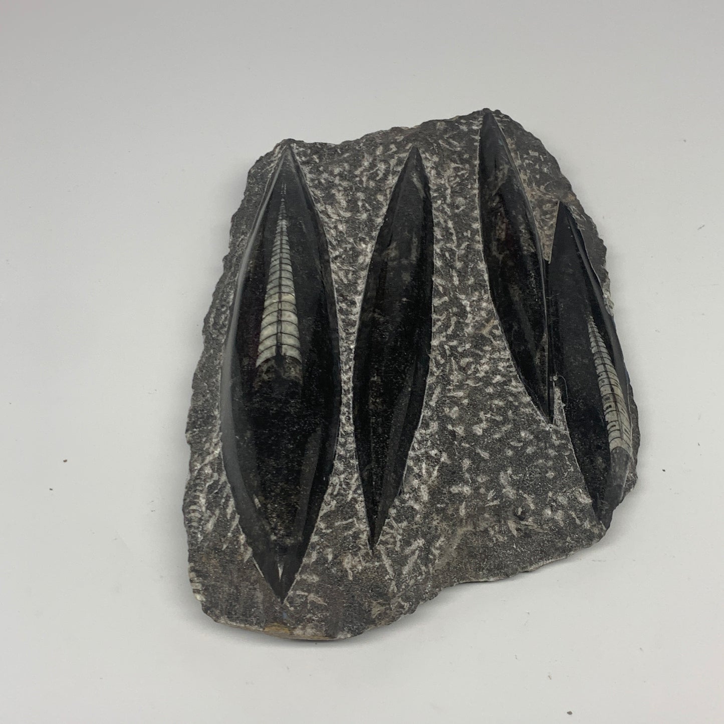 1210g,8.5"x5.6"x1.4" Fossils Orthoceras Plate Plaque SQUID, Home Decor, B23477