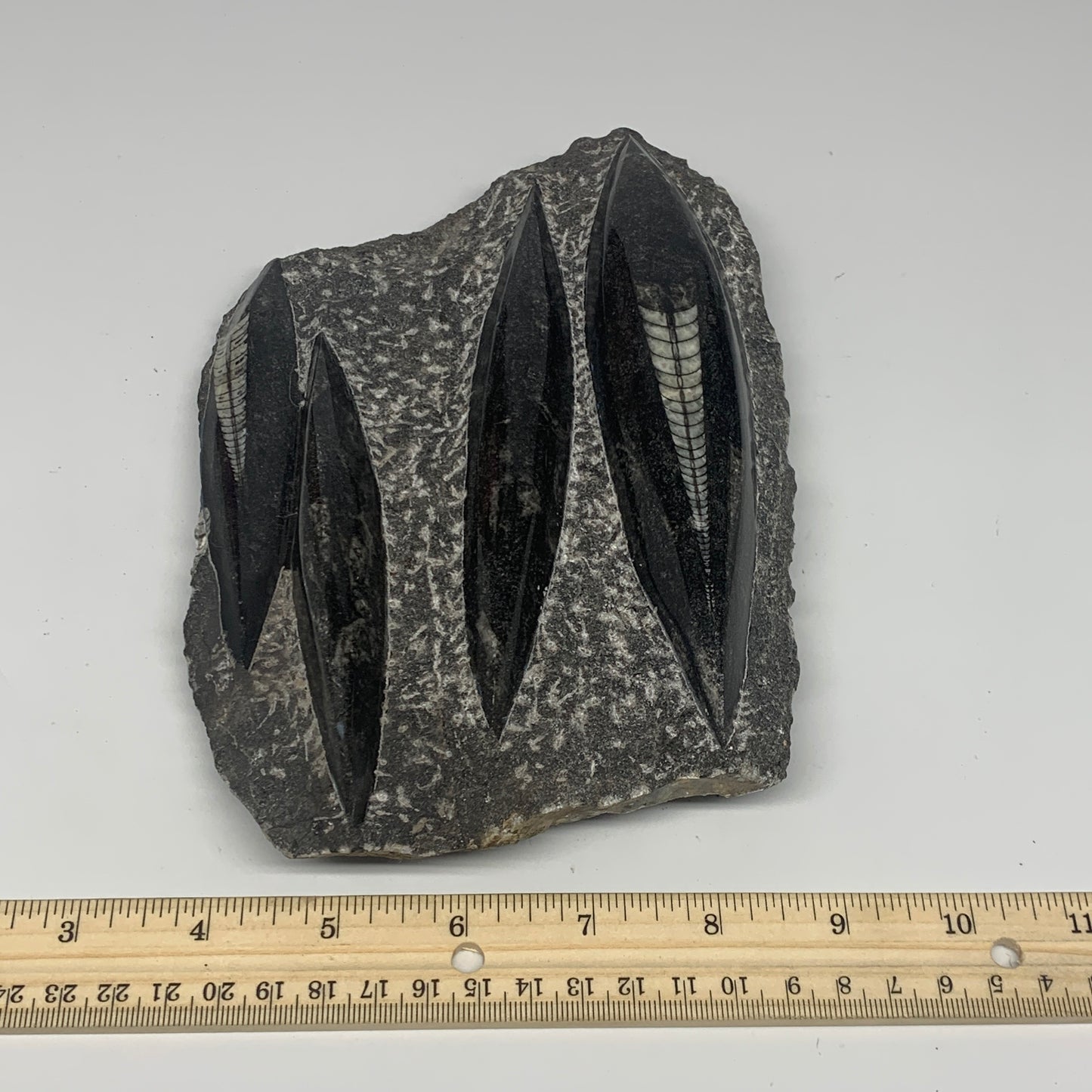 1210g,8.5"x5.6"x1.4" Fossils Orthoceras Plate Plaque SQUID, Home Decor, B23477