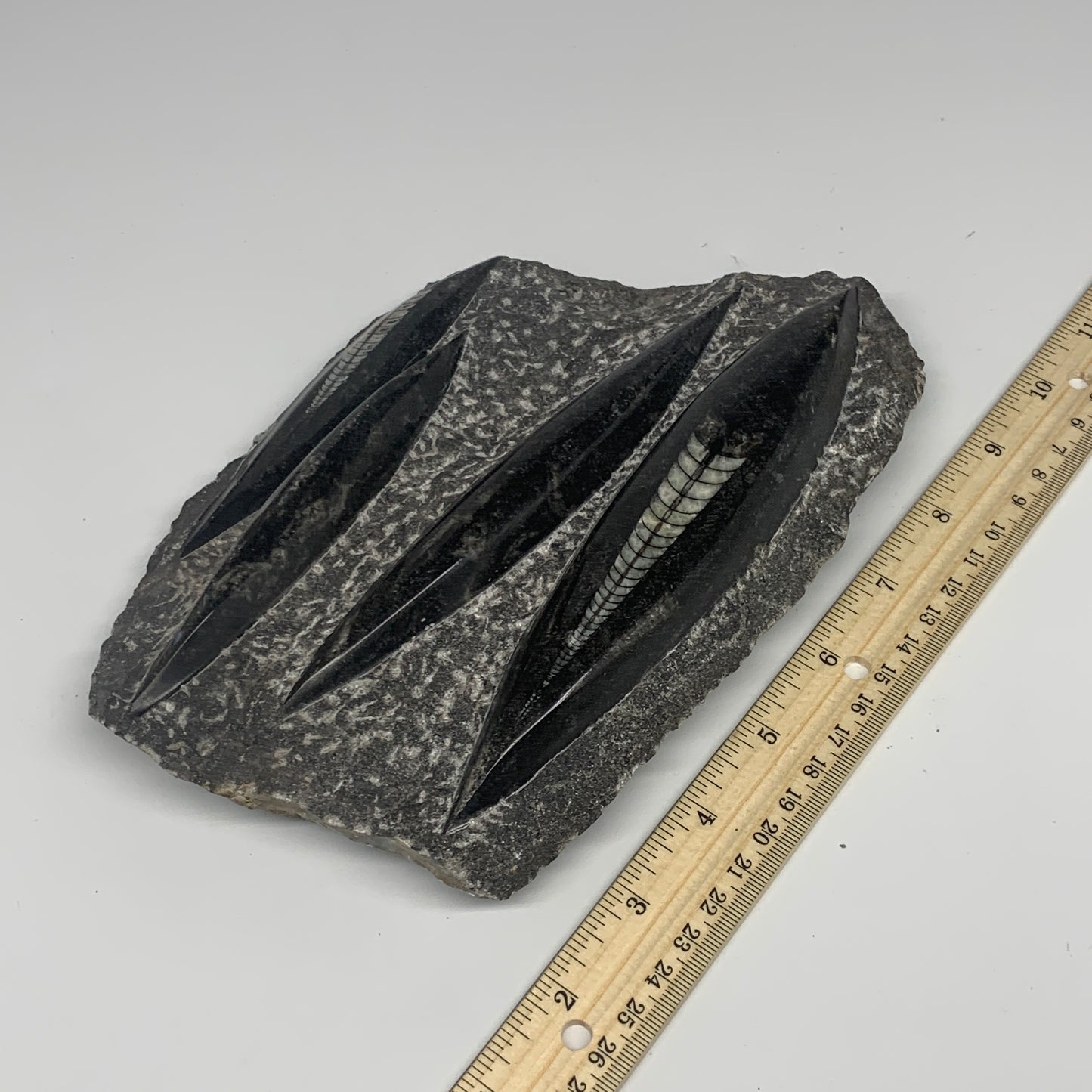 1210g,8.5"x5.6"x1.4" Fossils Orthoceras Plate Plaque SQUID, Home Decor, B23477