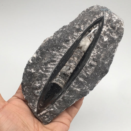 404g,6"x3.25"x1.2" Fossils Orthoceras (straight horn) SQUID @Morocco, MF1571