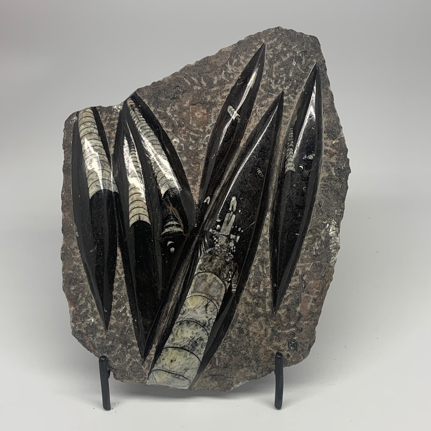 1210g,8.25"x6.75"x1.1" Fossils Orthoceras Plate Plaque SQUID, Home Decor, B23479