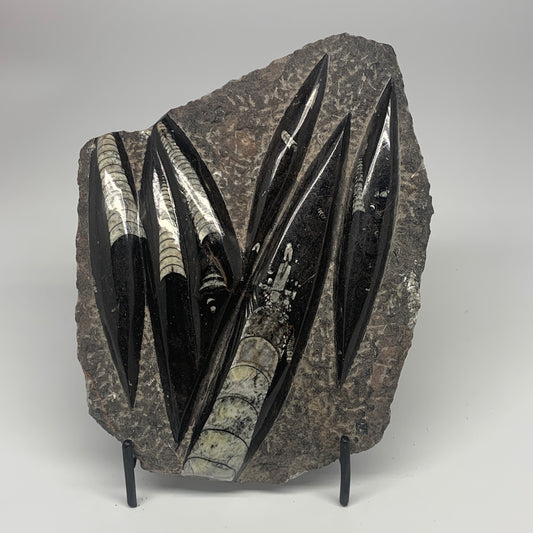 1210g,8.25"x6.75"x1.1" Fossils Orthoceras Plate Plaque SQUID, Home Decor, B23479