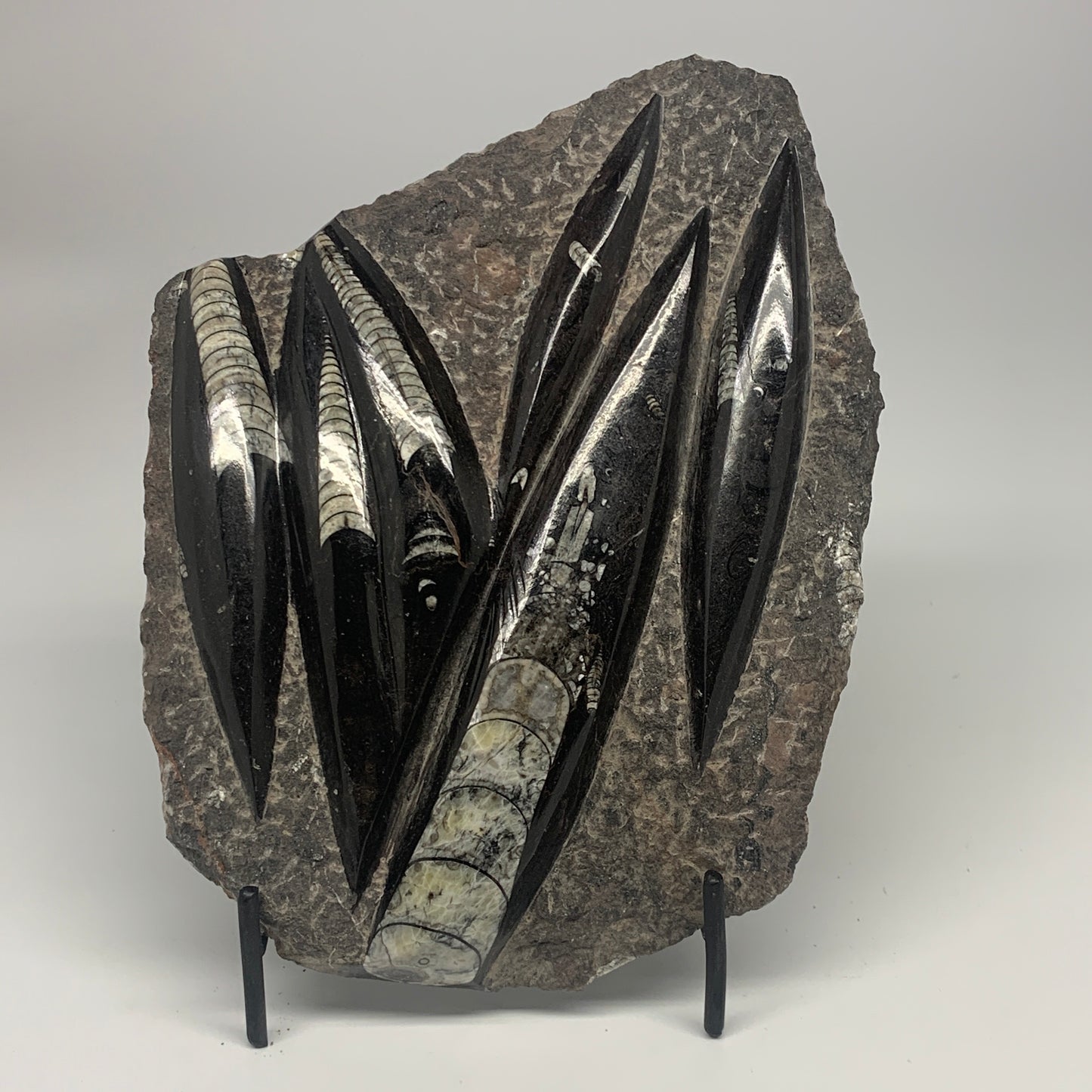 1210g,8.25"x6.75"x1.1" Fossils Orthoceras Plate Plaque SQUID, Home Decor, B23479