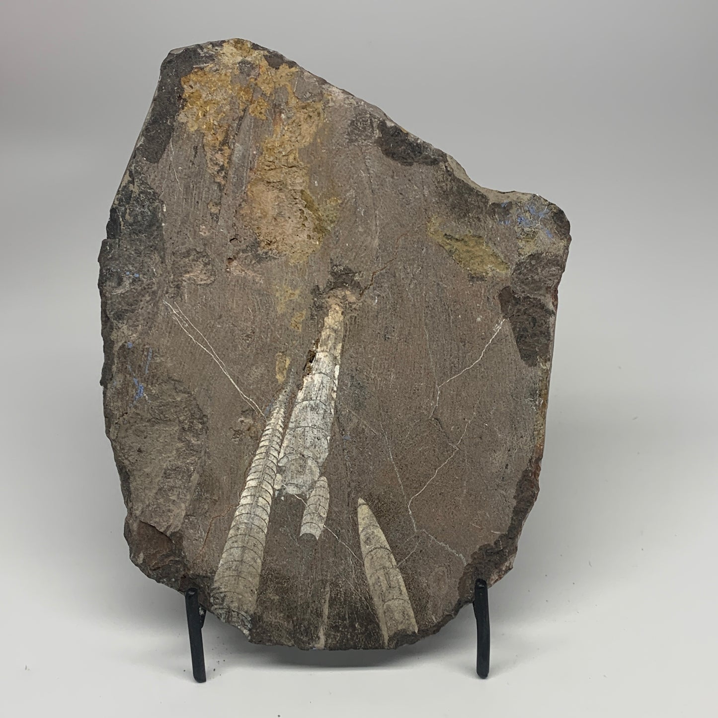 1210g,8.25"x6.75"x1.1" Fossils Orthoceras Plate Plaque SQUID, Home Decor, B23479