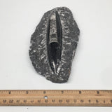 404g,6"x3.25"x1.2" Fossils Orthoceras (straight horn) SQUID @Morocco, MF1571