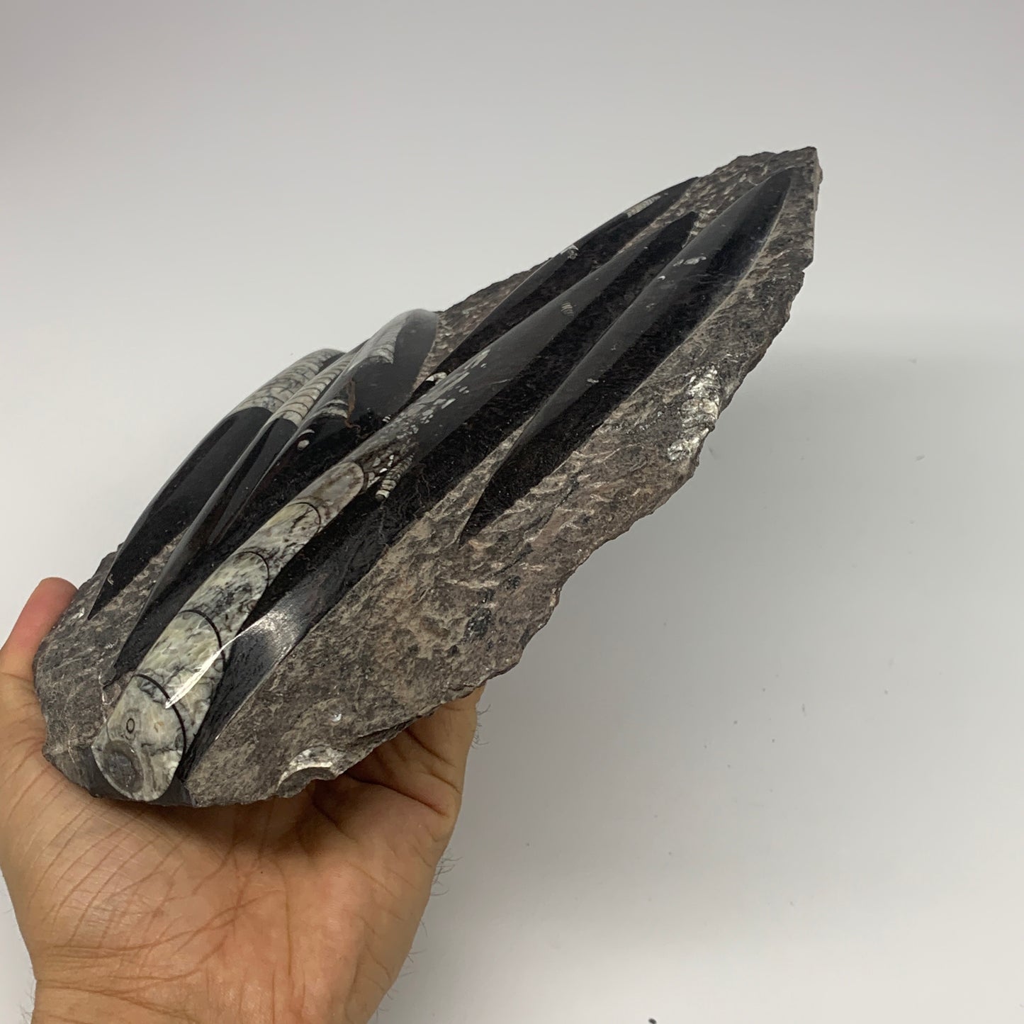 1210g,8.25"x6.75"x1.1" Fossils Orthoceras Plate Plaque SQUID, Home Decor, B23479