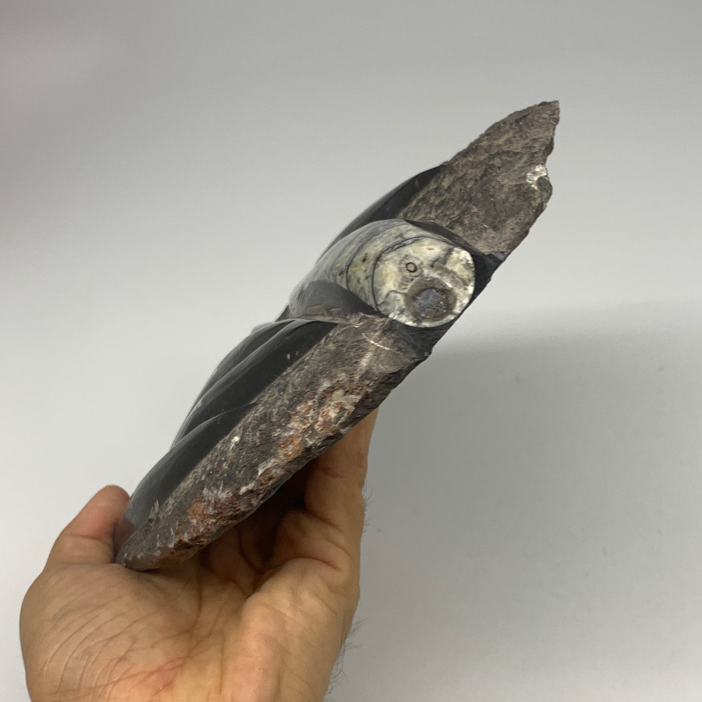 1210g,8.25"x6.75"x1.1" Fossils Orthoceras Plate Plaque SQUID, Home Decor, B23479