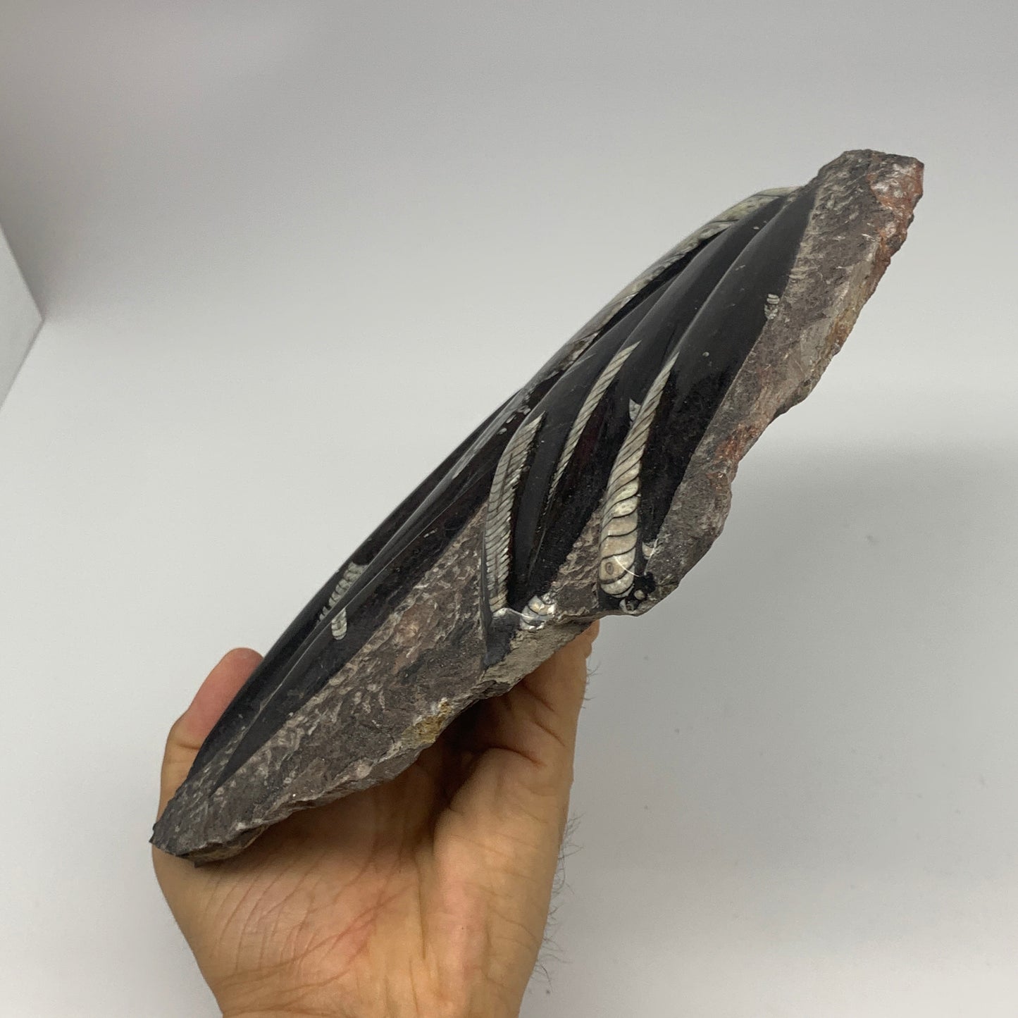 1210g,8.25"x6.75"x1.1" Fossils Orthoceras Plate Plaque SQUID, Home Decor, B23479