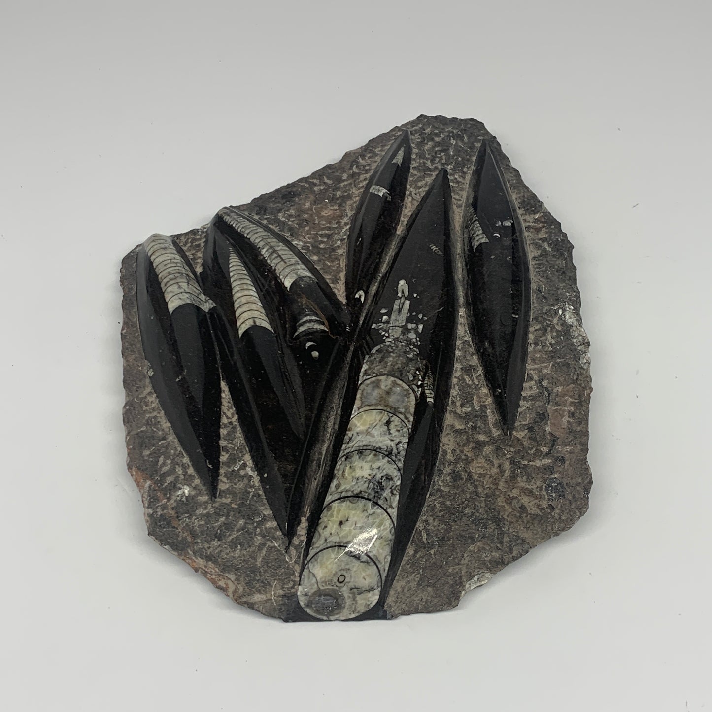 1210g,8.25"x6.75"x1.1" Fossils Orthoceras Plate Plaque SQUID, Home Decor, B23479