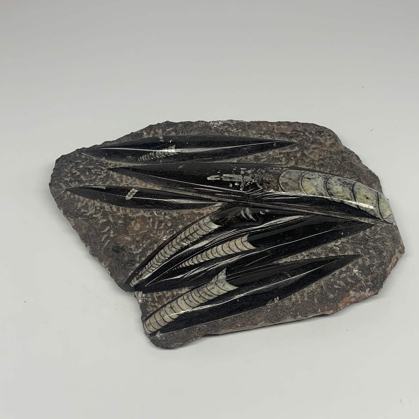 1210g,8.25"x6.75"x1.1" Fossils Orthoceras Plate Plaque SQUID, Home Decor, B23479