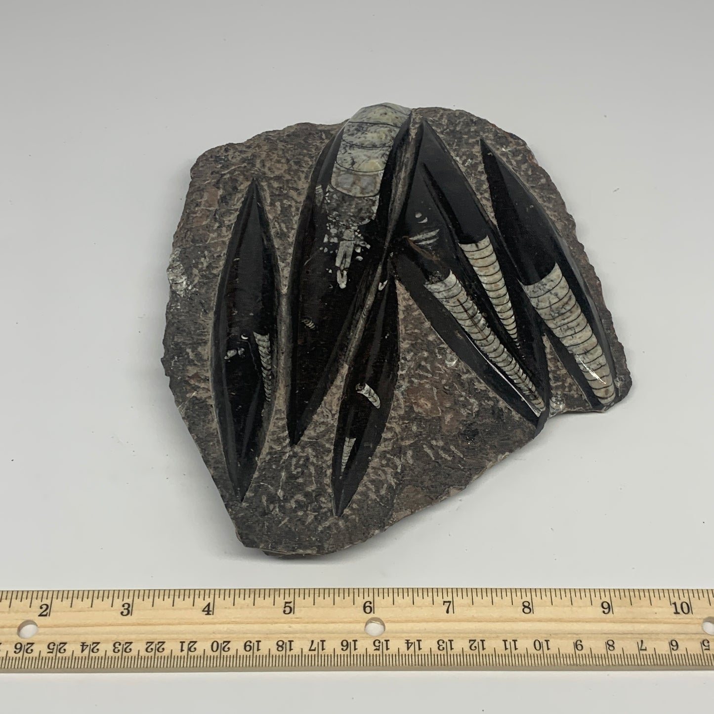 1210g,8.25"x6.75"x1.1" Fossils Orthoceras Plate Plaque SQUID, Home Decor, B23479