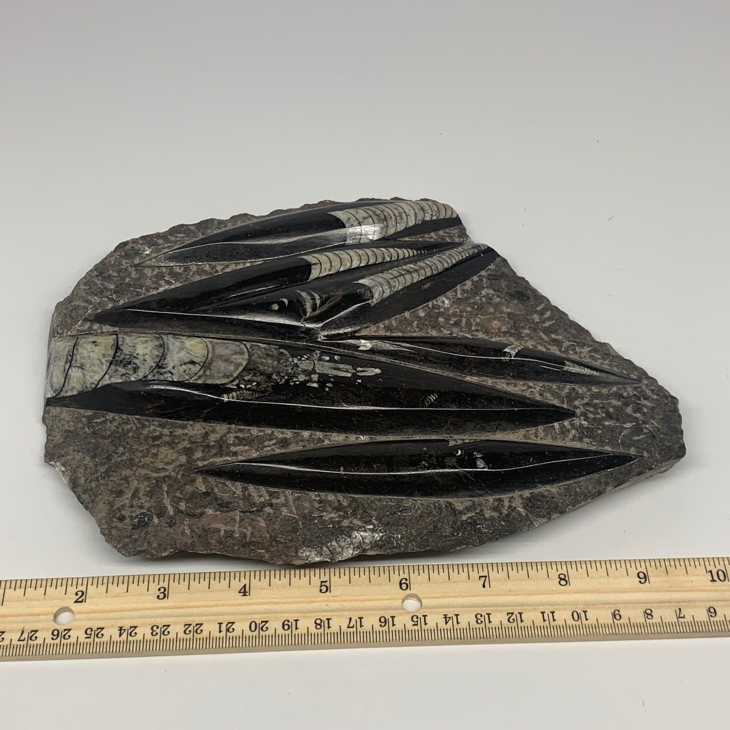 1210g,8.25"x6.75"x1.1" Fossils Orthoceras Plate Plaque SQUID, Home Decor, B23479