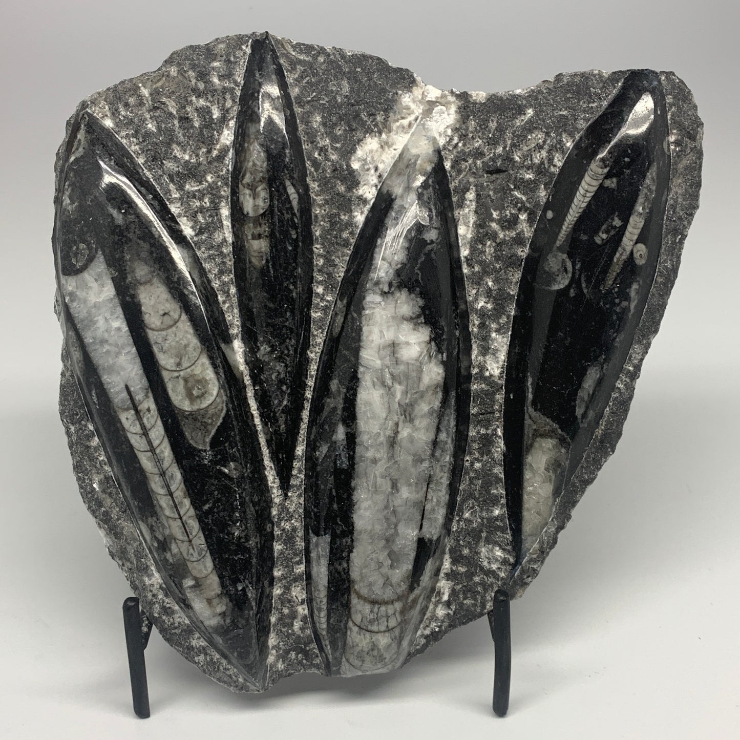 1380g,7,25"x7.25"x1.3" Fossils Orthoceras Plate Plaque SQUID, Home Decor, B23480