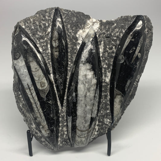 1380g,7,25"x7.25"x1.3" Fossils Orthoceras Plate Plaque SQUID, Home Decor, B23480