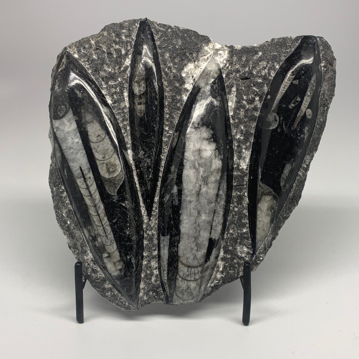 1380g,7,25"x7.25"x1.3" Fossils Orthoceras Plate Plaque SQUID, Home Decor, B23480