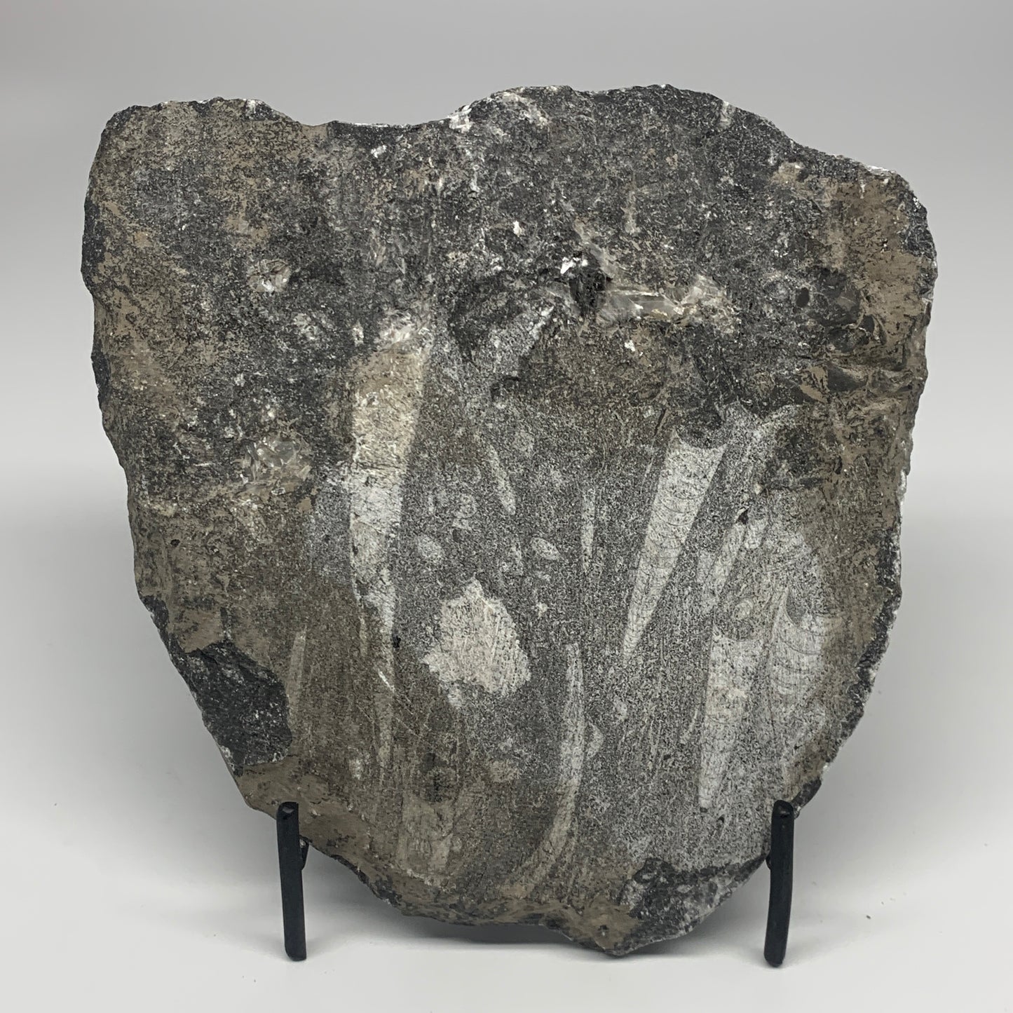 1380g,7,25"x7.25"x1.3" Fossils Orthoceras Plate Plaque SQUID, Home Decor, B23480