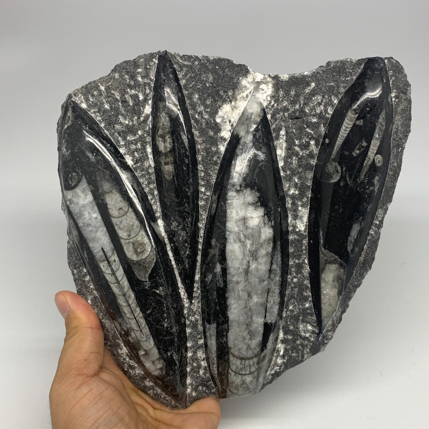 1380g,7,25"x7.25"x1.3" Fossils Orthoceras Plate Plaque SQUID, Home Decor, B23480