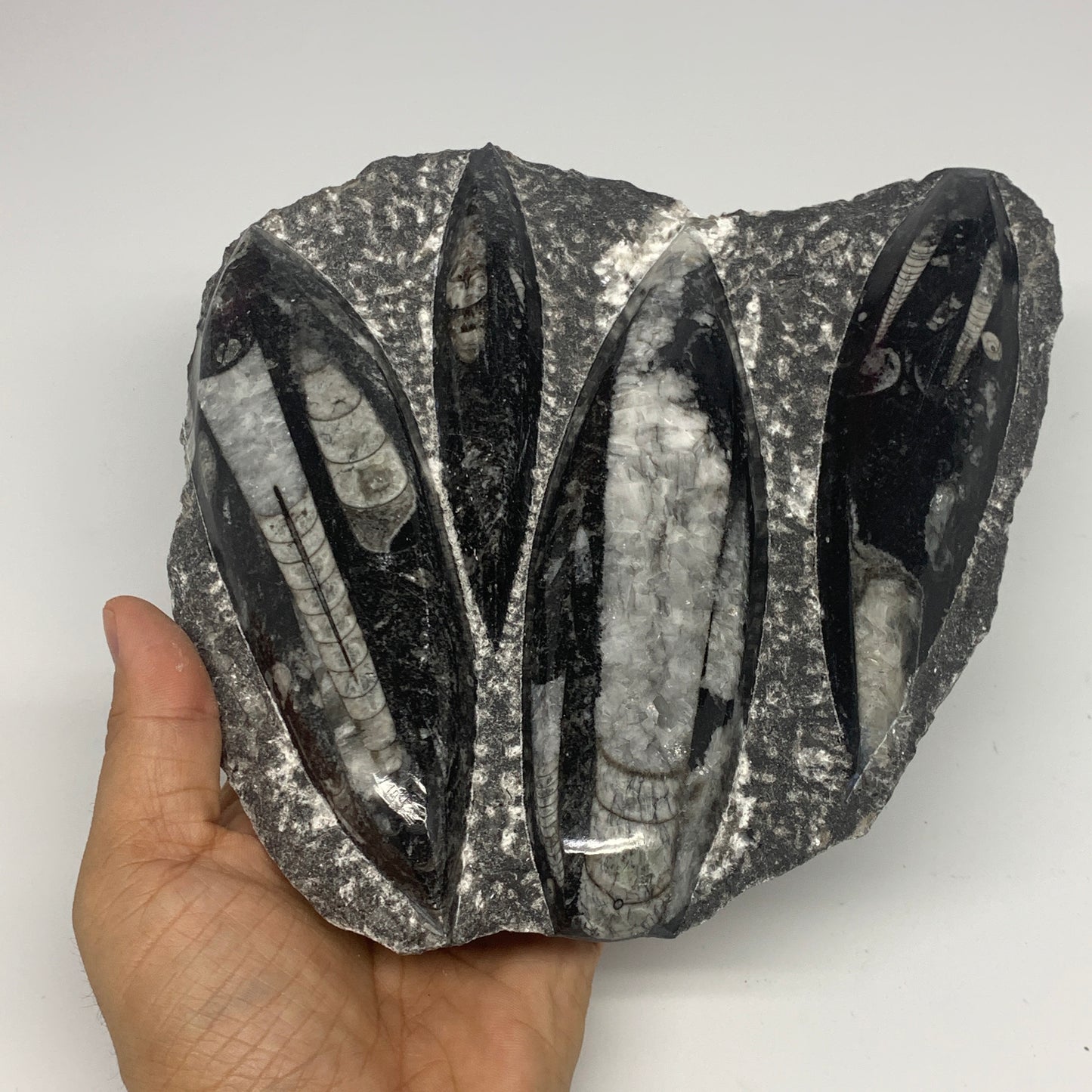 1380g,7,25"x7.25"x1.3" Fossils Orthoceras Plate Plaque SQUID, Home Decor, B23480