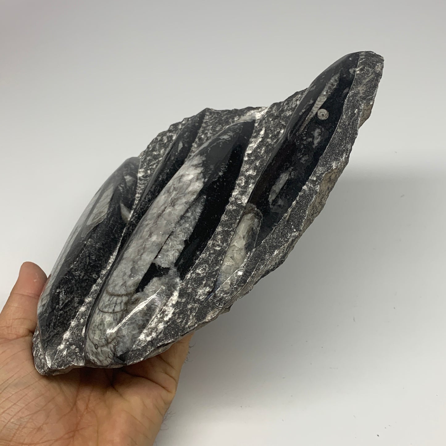 1380g,7,25"x7.25"x1.3" Fossils Orthoceras Plate Plaque SQUID, Home Decor, B23480