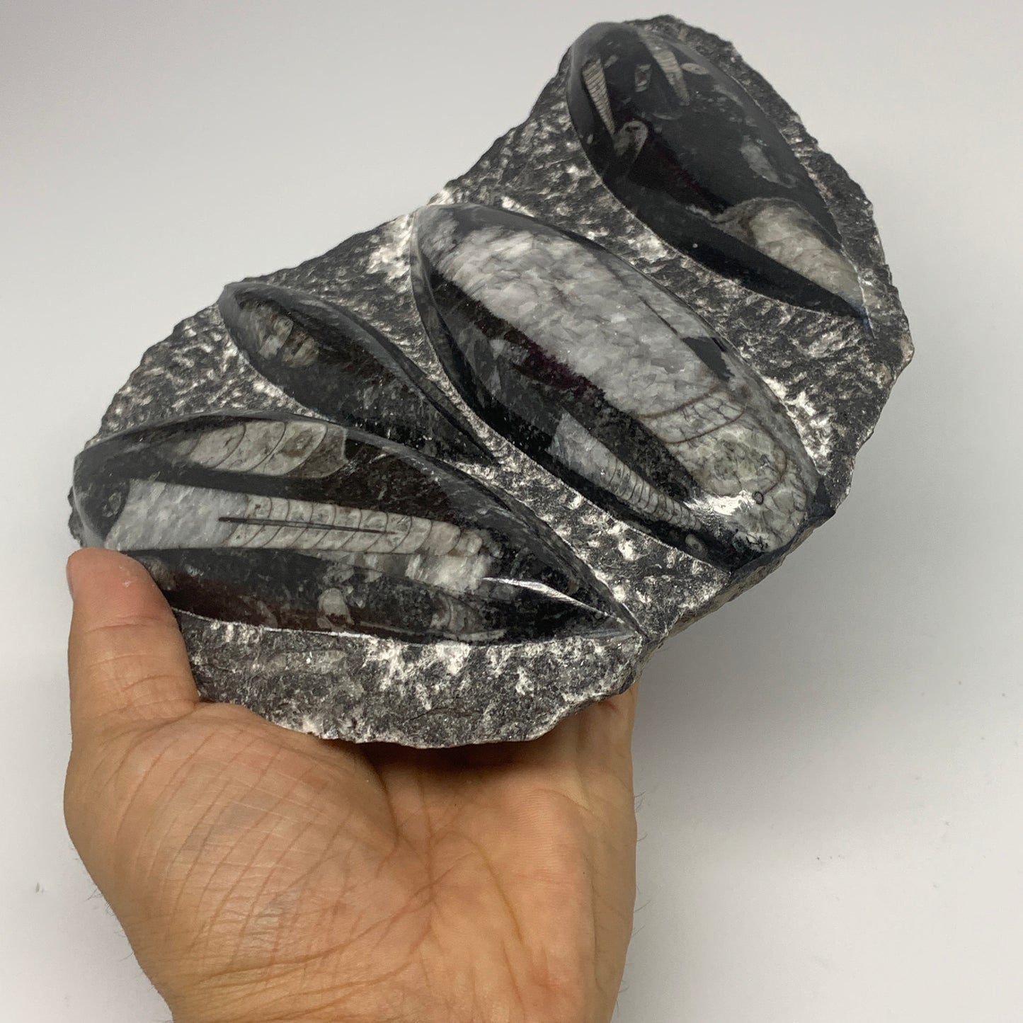 1380g,7,25"x7.25"x1.3" Fossils Orthoceras Plate Plaque SQUID, Home Decor, B23480