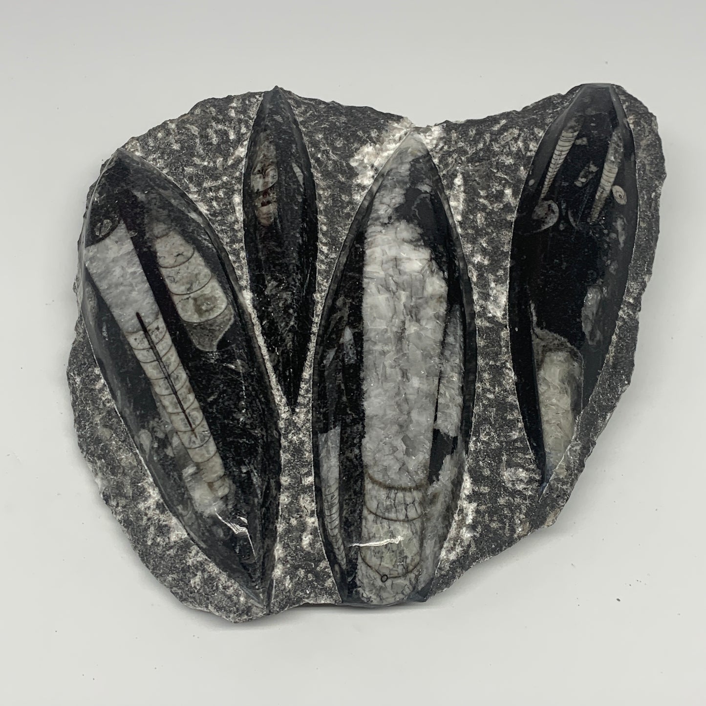 1380g,7,25"x7.25"x1.3" Fossils Orthoceras Plate Plaque SQUID, Home Decor, B23480