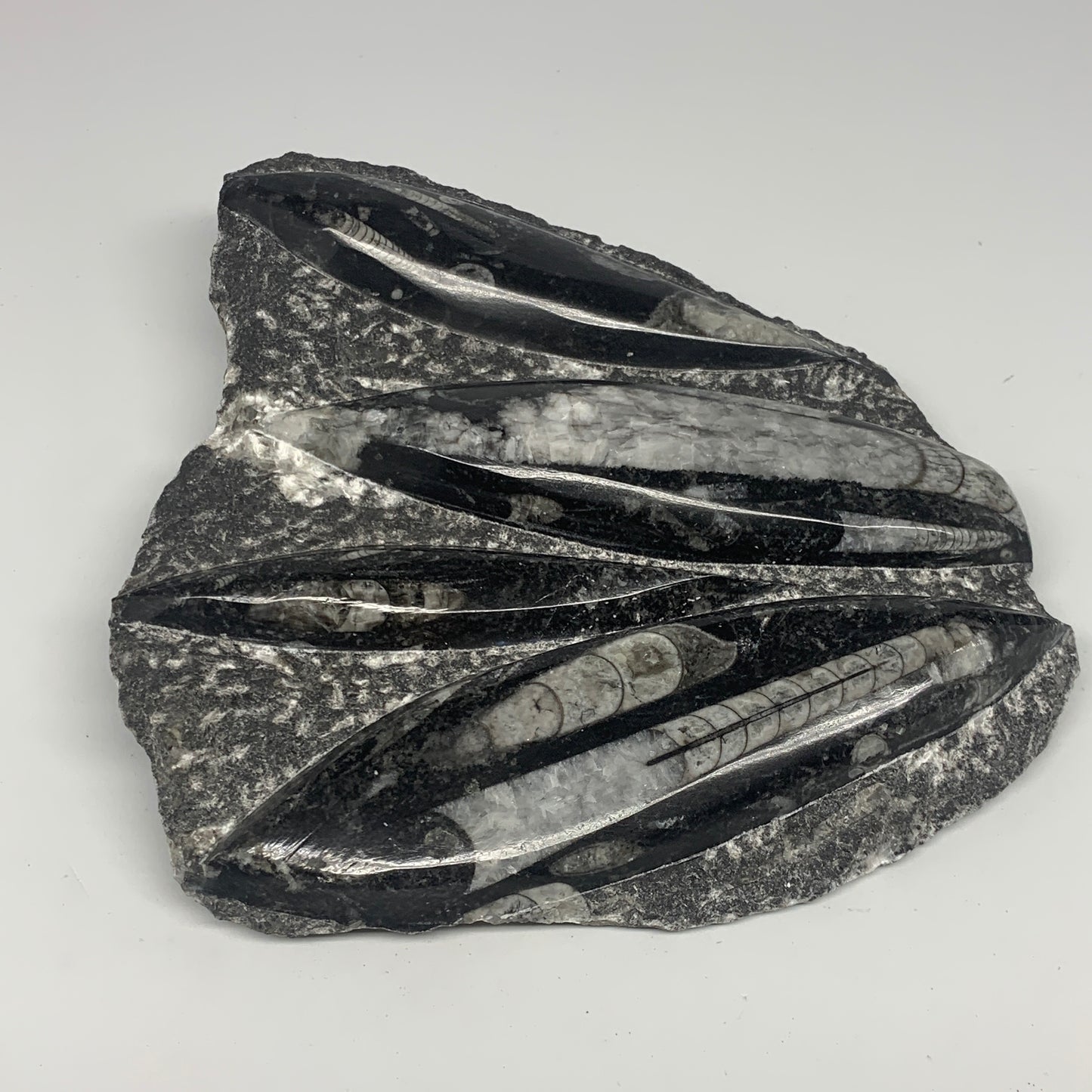 1380g,7,25"x7.25"x1.3" Fossils Orthoceras Plate Plaque SQUID, Home Decor, B23480