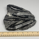 1380g,7,25"x7.25"x1.3" Fossils Orthoceras Plate Plaque SQUID, Home Decor, B23480