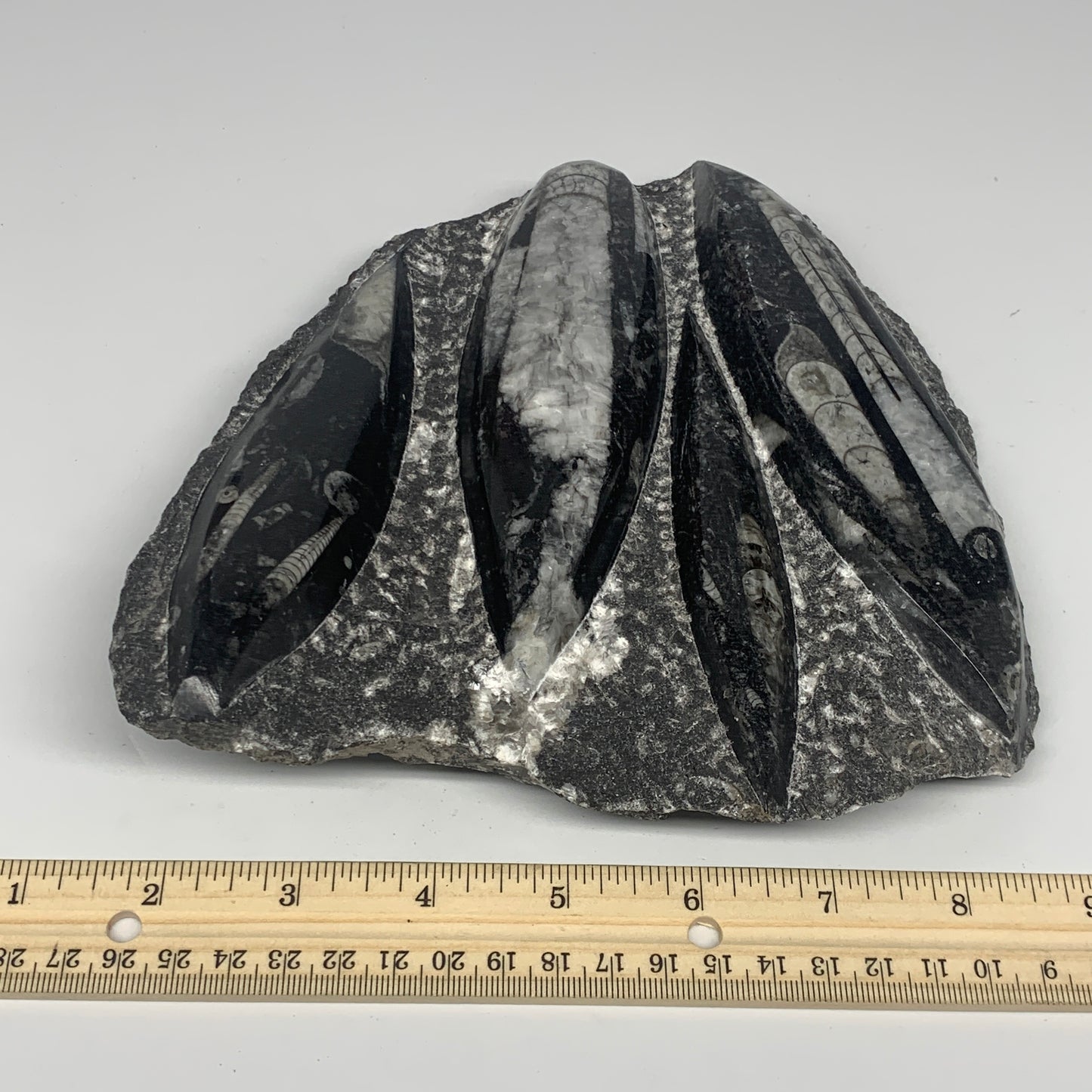 1380g,7,25"x7.25"x1.3" Fossils Orthoceras Plate Plaque SQUID, Home Decor, B23480