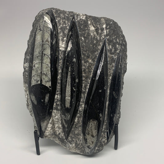 1300g,7"x5.3"x1.7" Fossils Orthoceras Plate Plaque SQUID, Home Decor, B23481