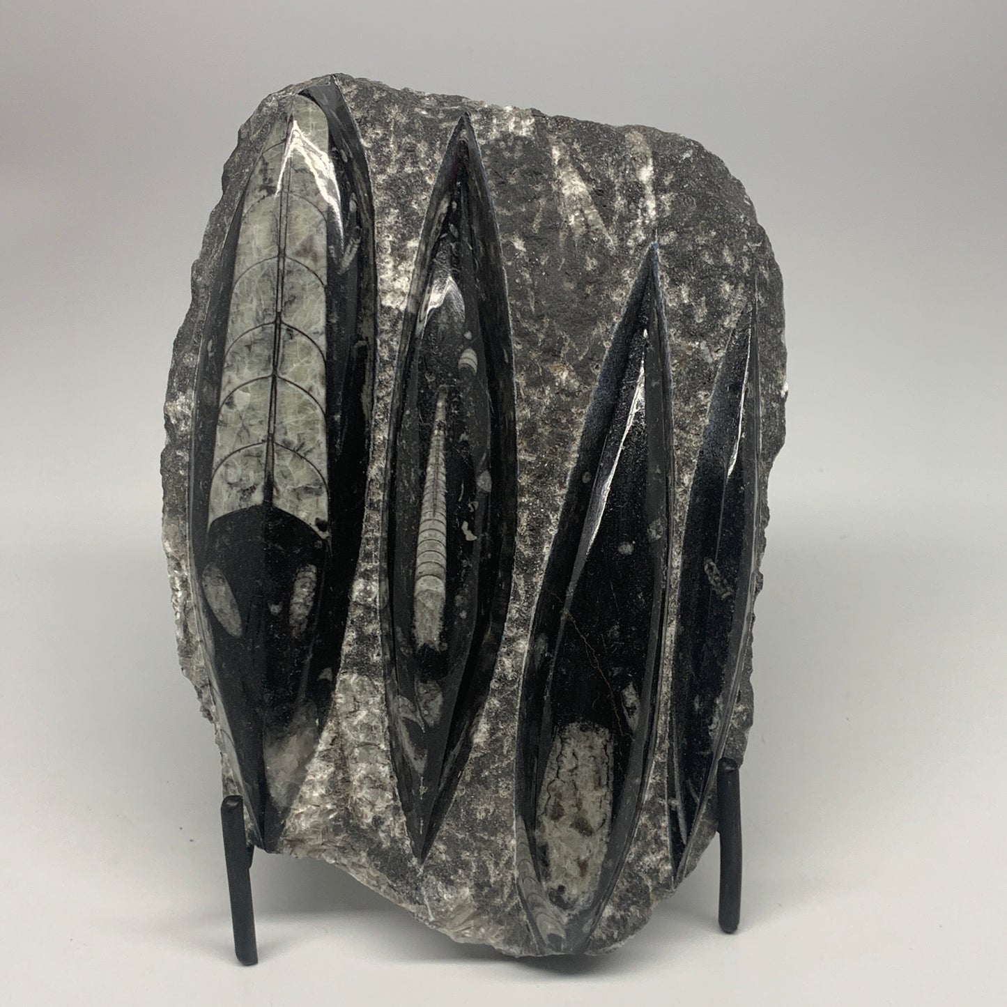 1300g,7"x5.3"x1.7" Fossils Orthoceras Plate Plaque SQUID, Home Decor, B23481