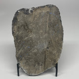 1300g,7"x5.3"x1.7" Fossils Orthoceras Plate Plaque SQUID, Home Decor, B23481