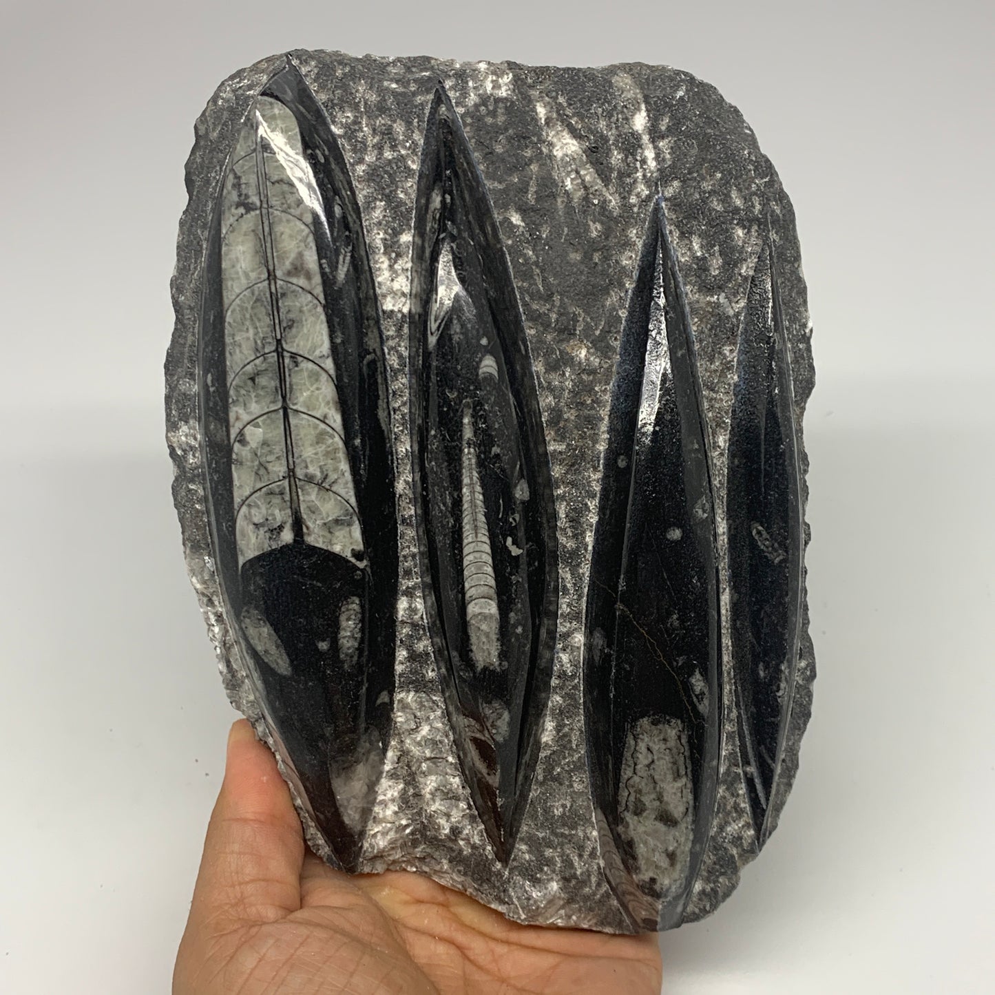 1300g,7"x5.3"x1.7" Fossils Orthoceras Plate Plaque SQUID, Home Decor, B23481