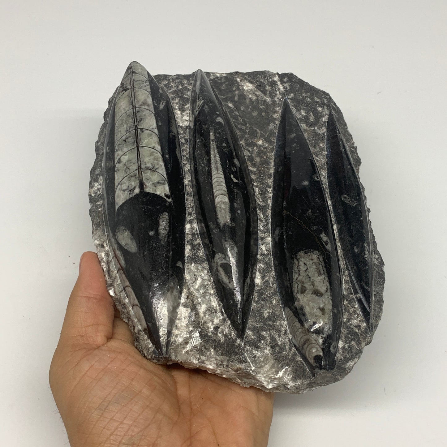 1300g,7"x5.3"x1.7" Fossils Orthoceras Plate Plaque SQUID, Home Decor, B23481