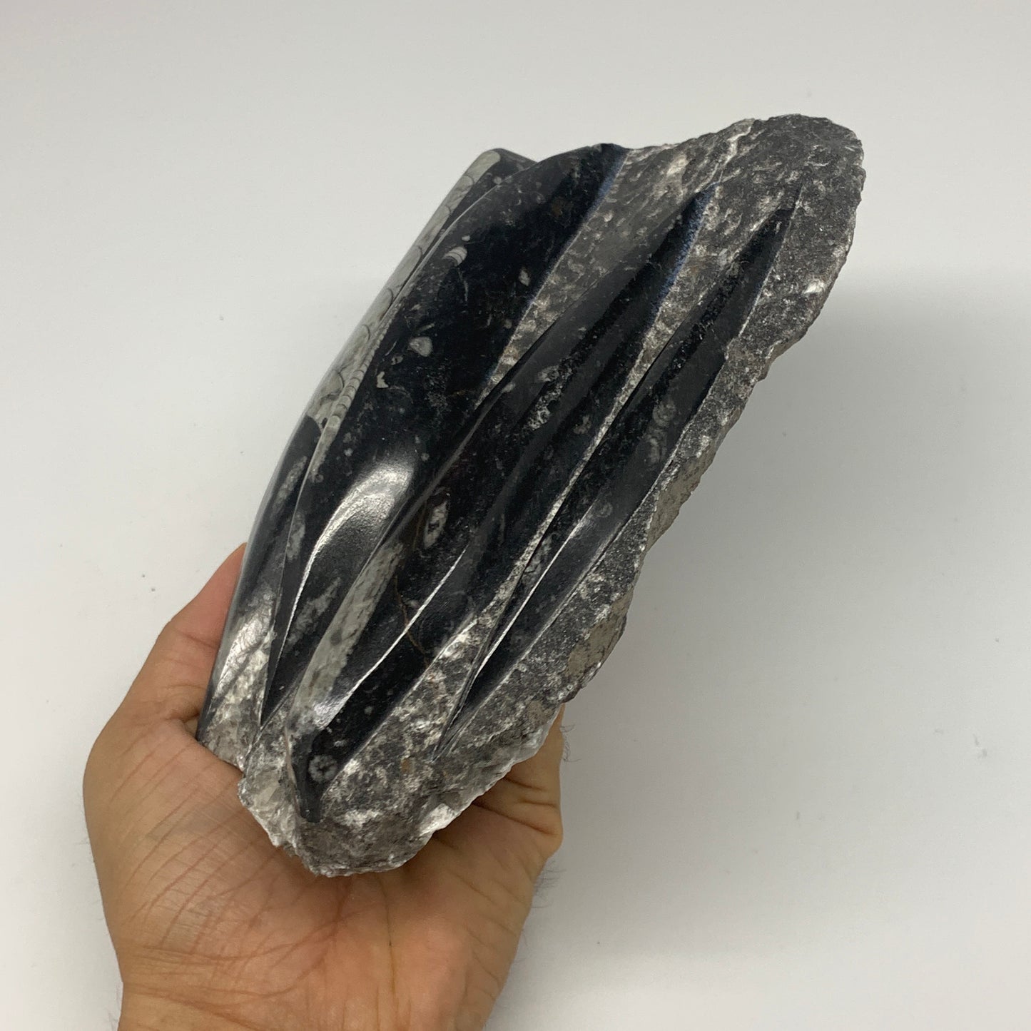 1300g,7"x5.3"x1.7" Fossils Orthoceras Plate Plaque SQUID, Home Decor, B23481