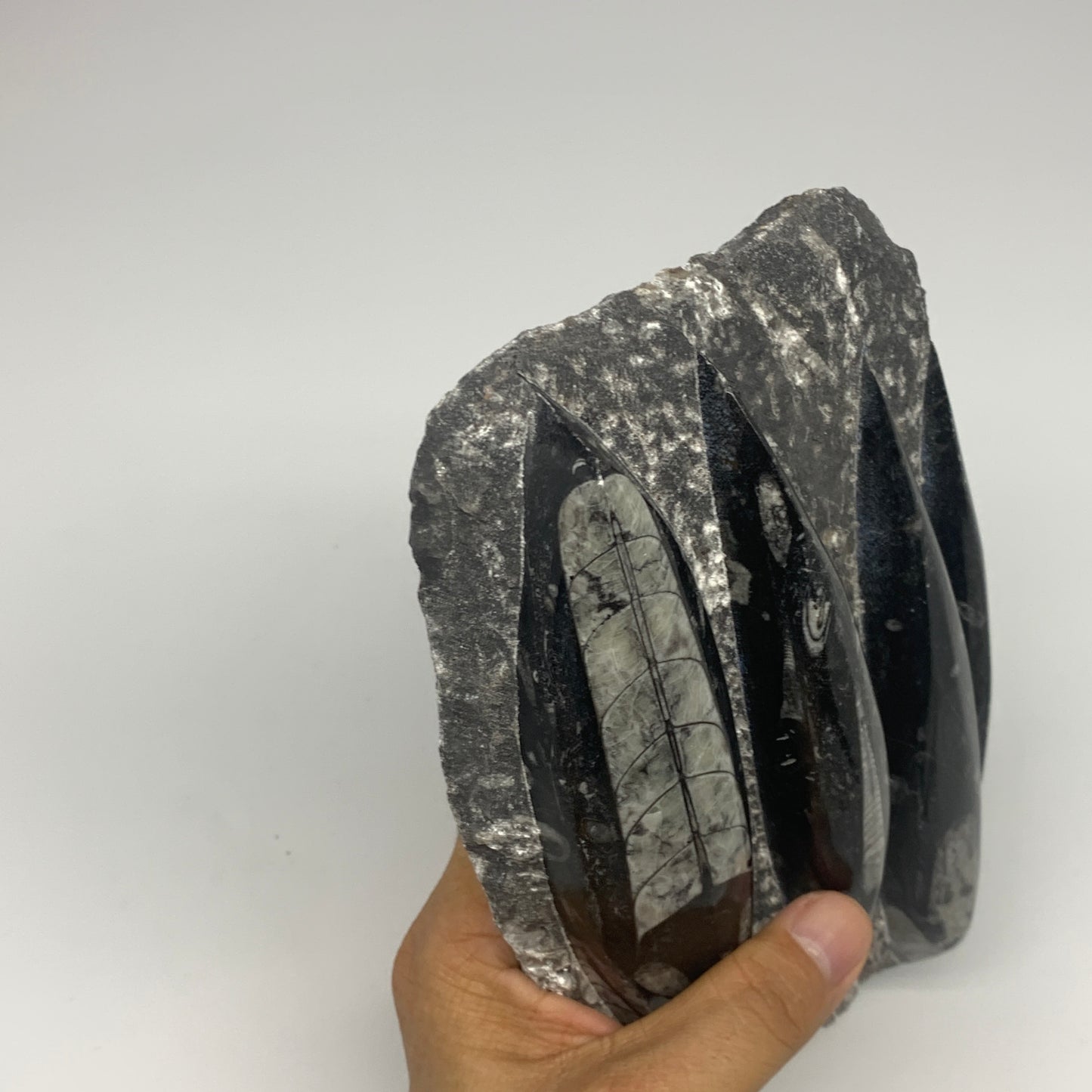 1300g,7"x5.3"x1.7" Fossils Orthoceras Plate Plaque SQUID, Home Decor, B23481