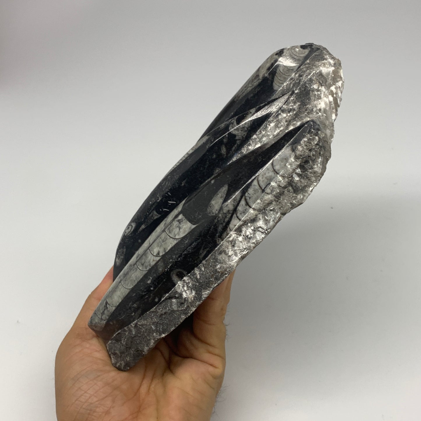 1300g,7"x5.3"x1.7" Fossils Orthoceras Plate Plaque SQUID, Home Decor, B23481