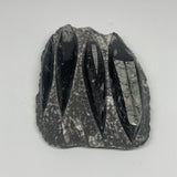 1300g,7"x5.3"x1.7" Fossils Orthoceras Plate Plaque SQUID, Home Decor, B23481