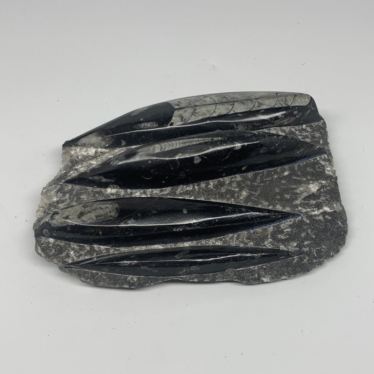 1300g,7"x5.3"x1.7" Fossils Orthoceras Plate Plaque SQUID, Home Decor, B23481