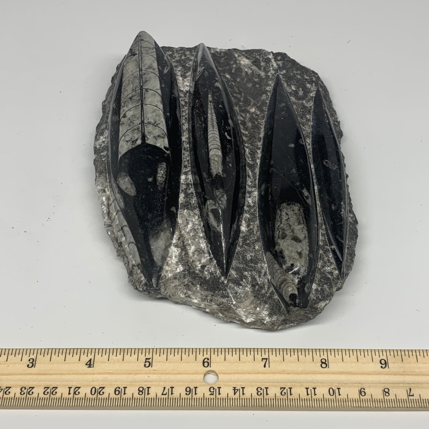 1300g,7"x5.3"x1.7" Fossils Orthoceras Plate Plaque SQUID, Home Decor, B23481