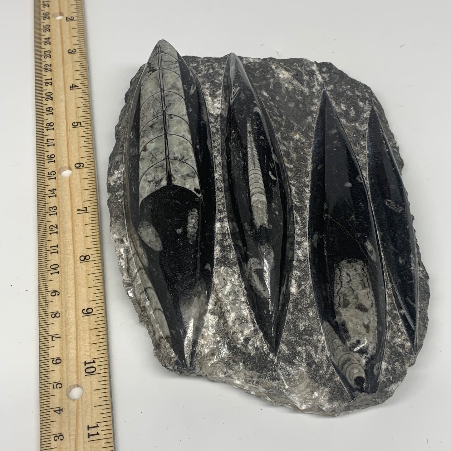 1300g,7"x5.3"x1.7" Fossils Orthoceras Plate Plaque SQUID, Home Decor, B23481