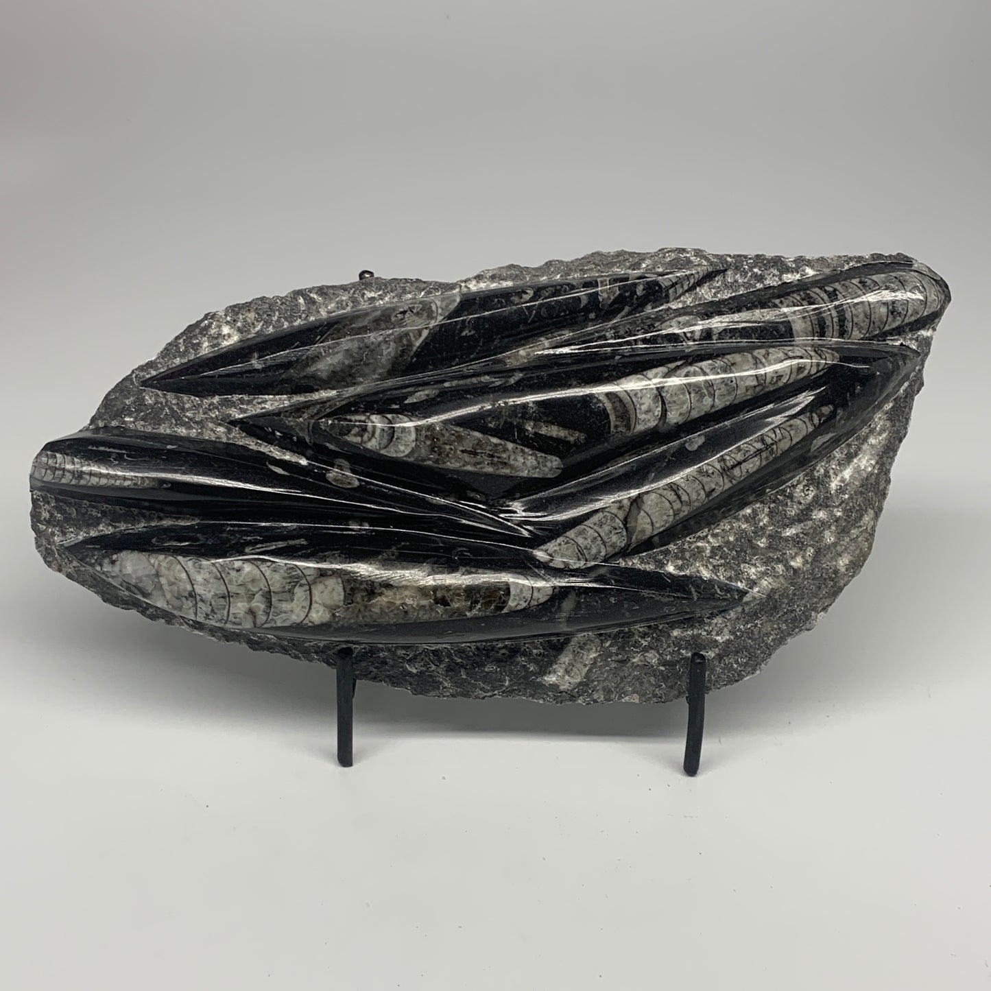 1560g,10.5"x5.2"x1.5" Fossils Orthoceras Plate Plaque SQUID, Home Decor, B23482