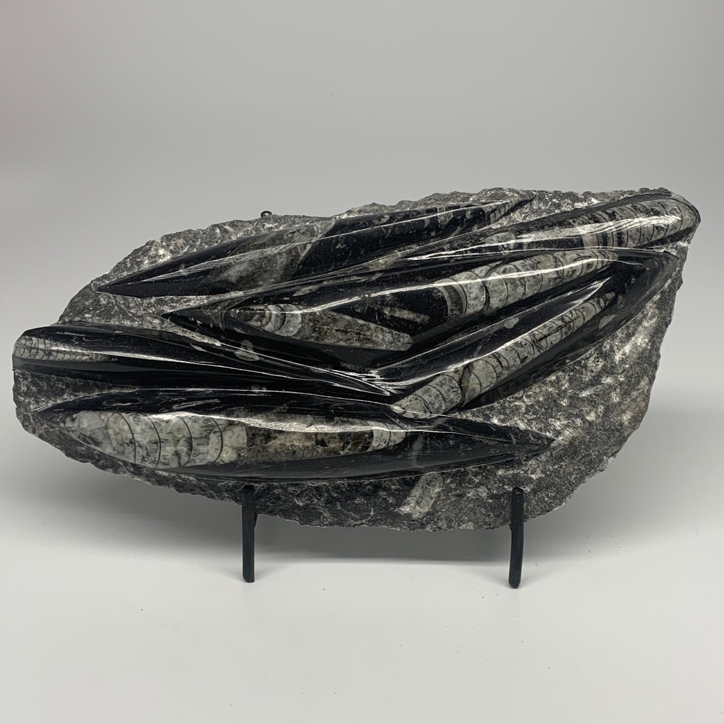 1560g,10.5"x5.2"x1.5" Fossils Orthoceras Plate Plaque SQUID, Home Decor, B23482