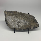 1560g,10.5"x5.2"x1.5" Fossils Orthoceras Plate Plaque SQUID, Home Decor, B23482