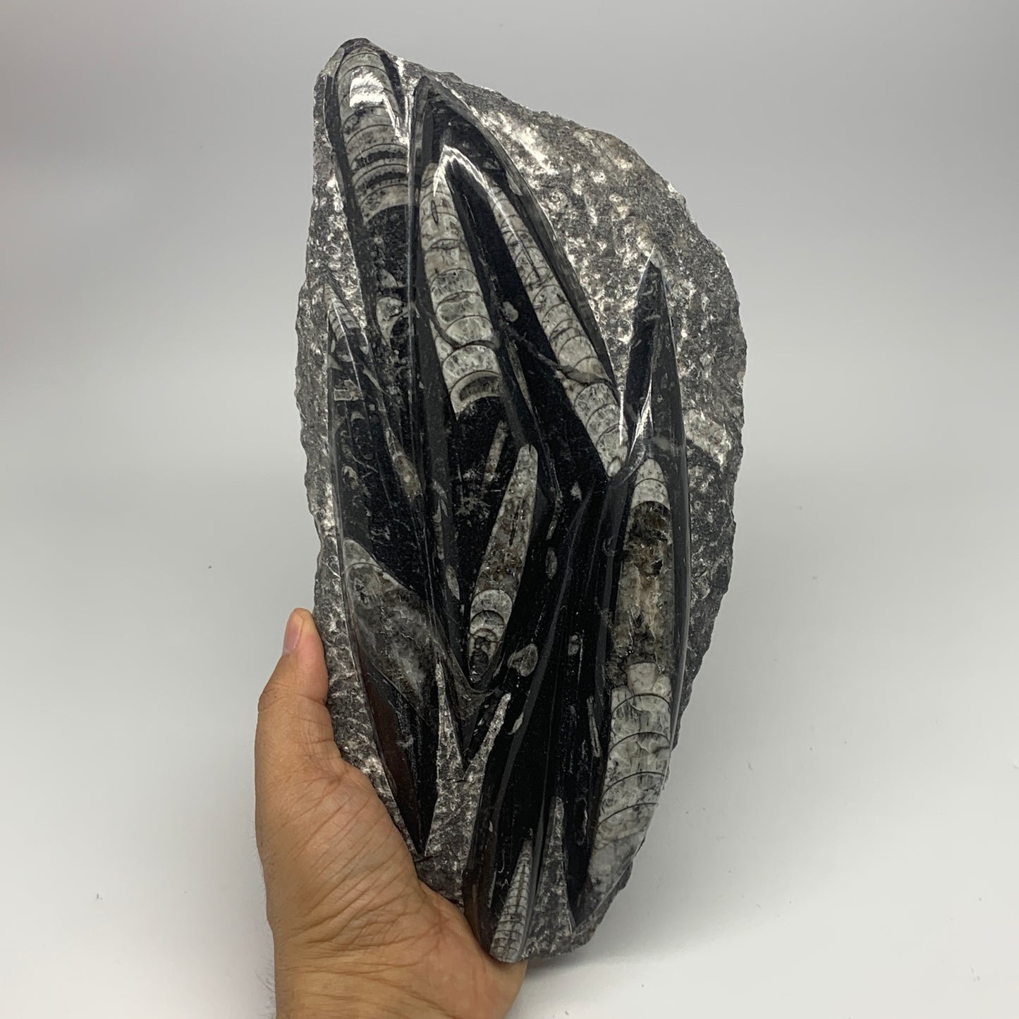 1560g,10.5"x5.2"x1.5" Fossils Orthoceras Plate Plaque SQUID, Home Decor, B23482