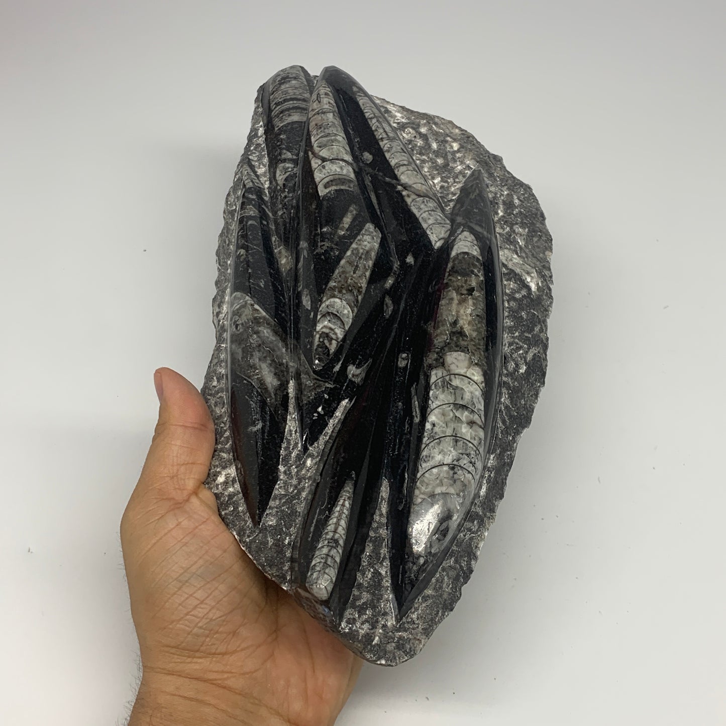 1560g,10.5"x5.2"x1.5" Fossils Orthoceras Plate Plaque SQUID, Home Decor, B23482