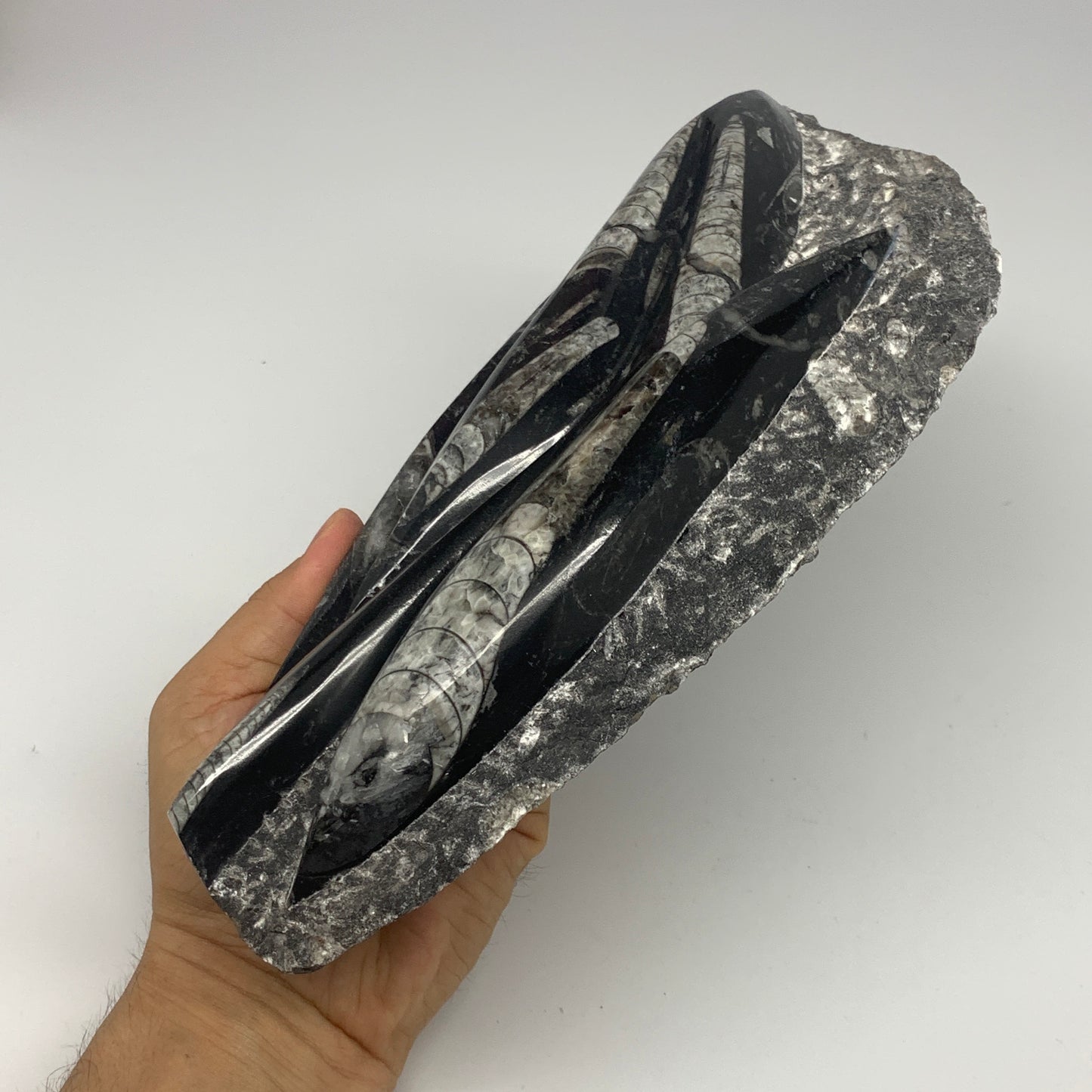 1560g,10.5"x5.2"x1.5" Fossils Orthoceras Plate Plaque SQUID, Home Decor, B23482