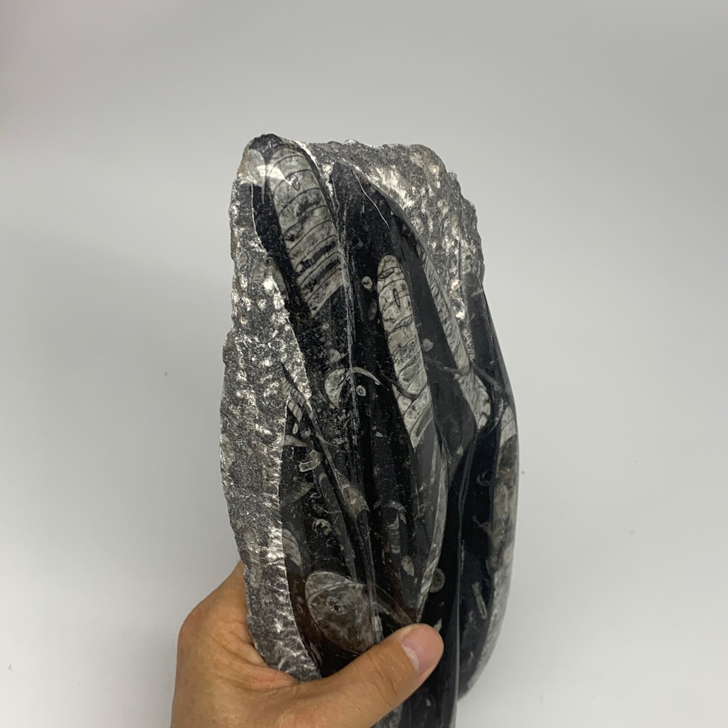 1560g,10.5"x5.2"x1.5" Fossils Orthoceras Plate Plaque SQUID, Home Decor, B23482