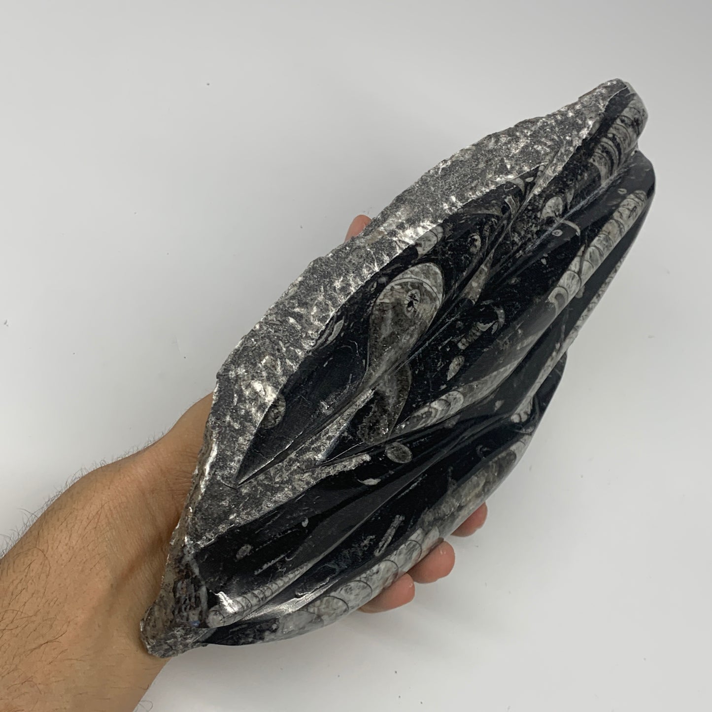 1560g,10.5"x5.2"x1.5" Fossils Orthoceras Plate Plaque SQUID, Home Decor, B23482