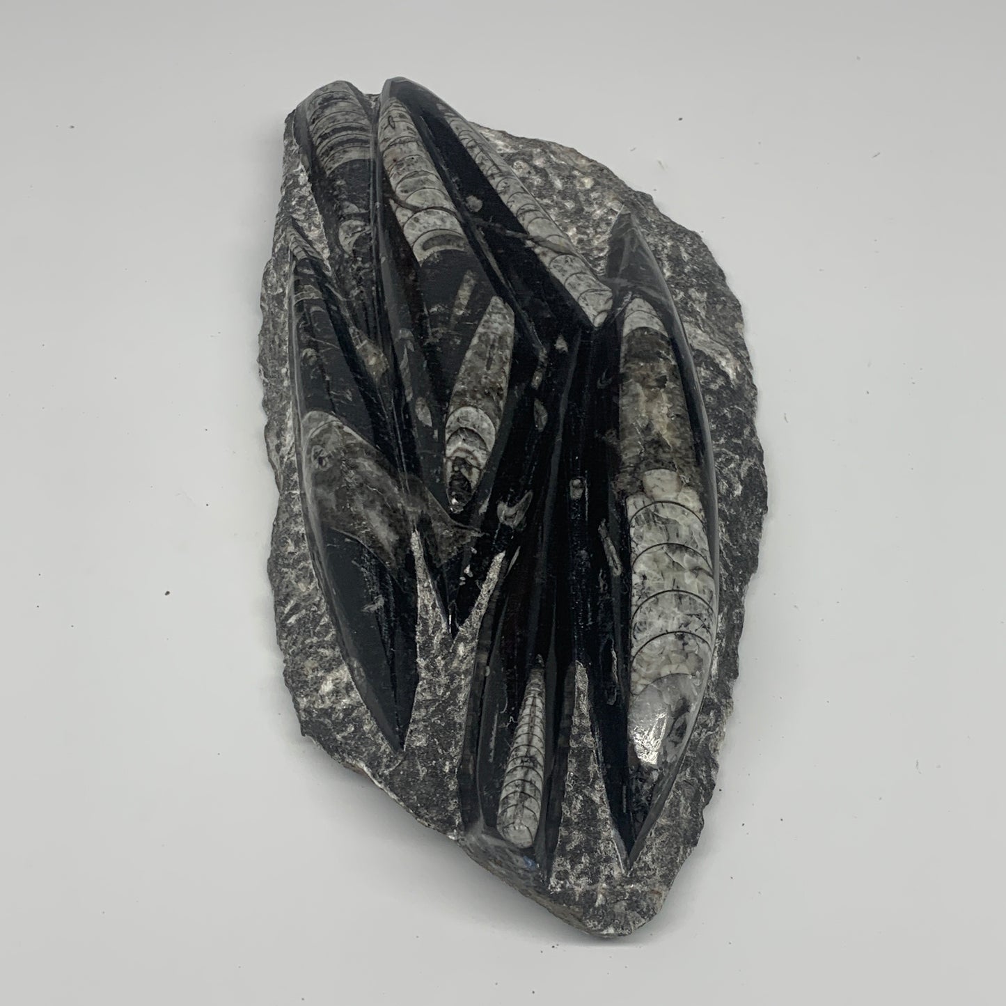 1560g,10.5"x5.2"x1.5" Fossils Orthoceras Plate Plaque SQUID, Home Decor, B23482